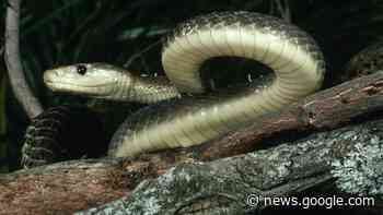 Schlangen-Angriff in Simbabwe: Schwarze Mamba beißt Schülerin ... - BILD