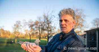 Dieven stelen peperdure duif van Harold (53) uit Den Ham, maar die ... - De Gelderlander