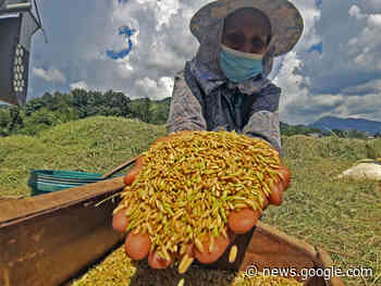 All rice farmers should get ₧5K aid amid crisis–FFF | Jasper Y ... - BusinessMirror