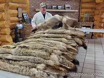 Saskatchewan's fur industry shaken during COVID-19 pandemic