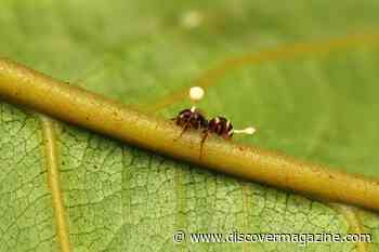 How a Zombie-Ant Fungus Can Infect a Host