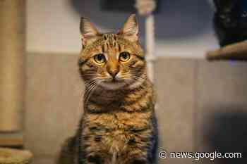 Assisi-Hof in Frankenburg: Kater Beniv sucht eine Familie - meinbezirk.at