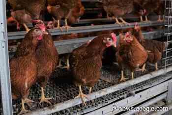 Vogelgriep: Besmetting bevestigd bij leghennenbedrijf in Wervik - Landbouwleven