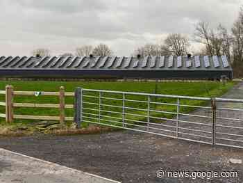 Vogelgriep op leghennenbedrijf in Wervik - Focus en WTV