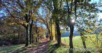 Ontdekkingstocht door Bakelse bossen | Gemert-Bakel - AD