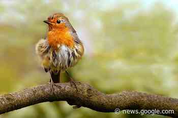 KennisCafé huis-tuin-en-keukenvogels - Gemerts Nieuwsblad