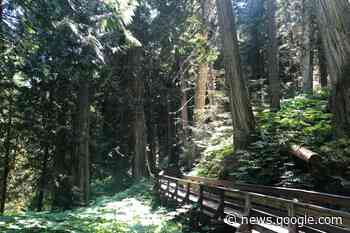 Peter Ewart: We need more community control over our forests - Dawson Creek Mirror