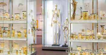 London Museum Removes ‘Irish Giant’ Skeleton From Display