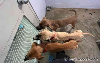 Charges expected after SPCA officers seize 13 emaciated dogs from ... - Castanet.net