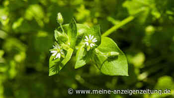 Unkraut oder Kraut? Vogelmiere und Co. nicht beseitigen