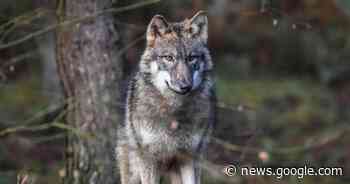 Wahl, Wolf und Welpe – Kaiserslautern kompakt - Kaiserslautern ... - Rheinpfalz.de
