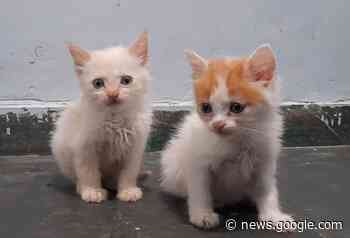 Gari de Contagem salva gatos da morte e... - Prefeitura Municipal de Contagem