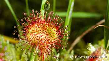 Artenvielfalt: Botaniker entdecken neue Fleisch fressende Pflanzen ... - Spektrum.de