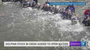 Clearwater Marine Aquarium helps guide dolphin to open waters - WTSP.com