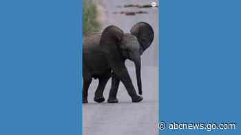 WATCH:  Baby elephant stumbles across road
