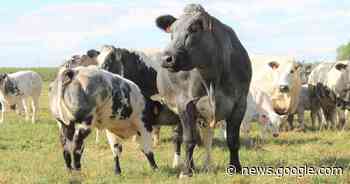 Weer witblauw op Campus Geel : unieke en leerrijke prijskamp fokvee - Nnieuws.be