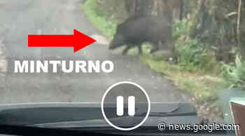 Minturno, cinghiali a spasso. Il Video » Tuttogolfo - Tutto Golfo