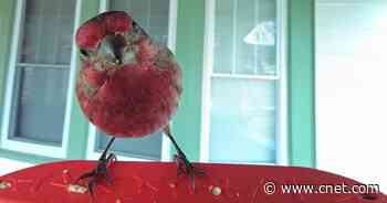 Bird Buddy Review: This Smart Bird Feeder Captures Your Backyard Birds on Camera     - CNET