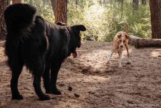Gemeente waarschuwt voor vlees met gif in op hondenweide