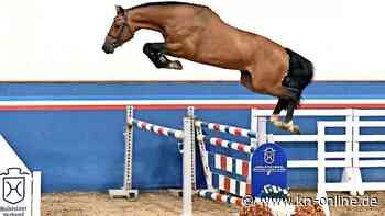 Körung in Neumünster: Die Hengstanwärter sind online