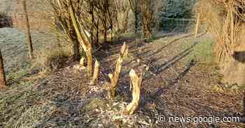 Winterse Beverwandeling op zondag 29 januari | Diest | hln.be - Het Laatste Nieuws