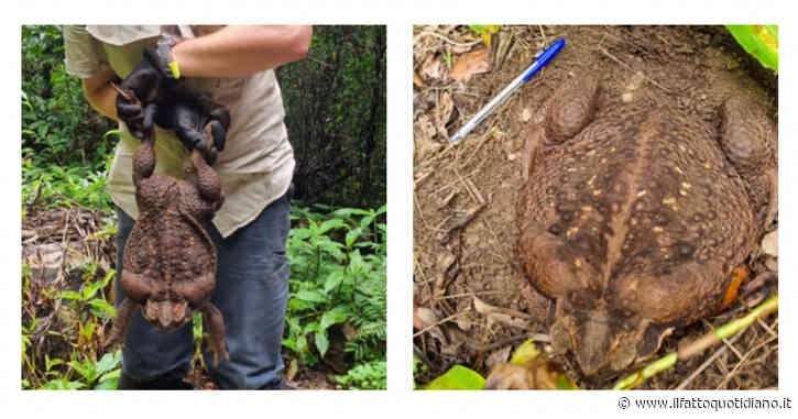 Catturato il rospo bufalo Toadzilla: “Dimensioni di un pallone da calcio, pesa 2,7 chilogrammi. Mangia tutto quello che trova”