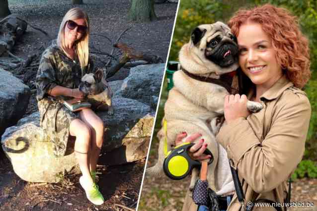 Antwerpse fans na Nederlands verbod op honden met korte snuit: “Verzot op buldogs, maar begrijpelijke maatregel”