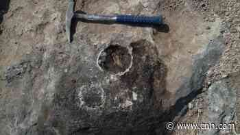 Discovery in India reveals intimate details about lives of some of the largest dinosaurs