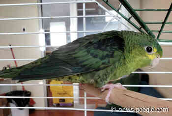 South Okanagan SPCA finds parakeet in 'rough shape' in a ... - Castanet.net