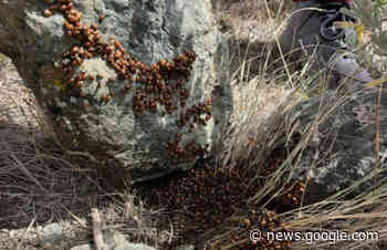 Quirky, wonderful, odd and everything in between - Castanet.net