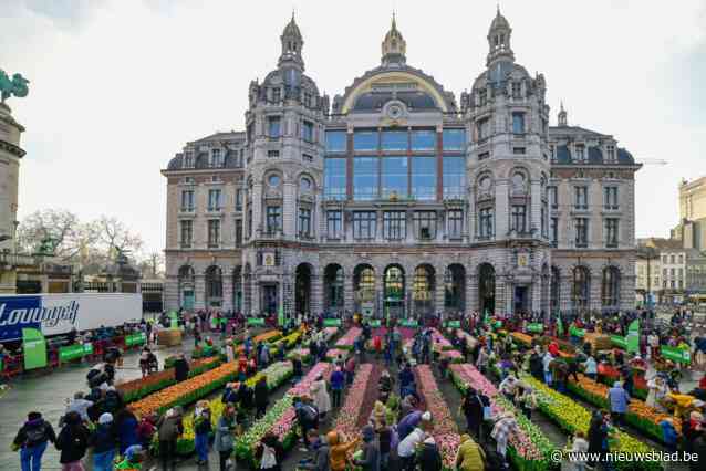 Tulpen plukken op het Koningin Astridplein “Ik neem er van elke kleur twee en van de witte drie”