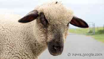 Stralsund: Renitenter Schafbock blockiert den Zugverkehr - NDR.de
