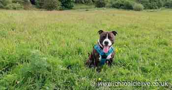 Happy ending for Shadow as one of Newcastle dog shelter’s longest residents finds forever home