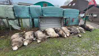Boer uit Boijl weigert schapenkadavers weg te halen tot de provincie ... - Omrop Fryslan