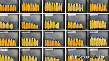 Syngenta › Door kennisontwikkeling meer rendement uit maïsteelt ... - Melkvee