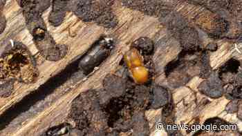 Wissenschaft - Waldschutz: Früherkennung schädlicher Insekten ... - Radioeins