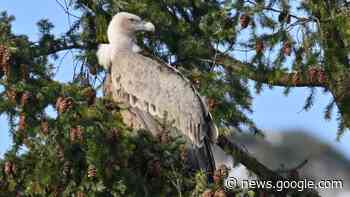 Vögel: Ein Geier kreist über Bayern - Spektrum.de