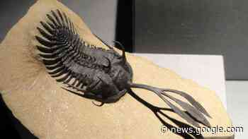 Trilobiten kämpften mit Dreizack um Sex - Spektrum.de