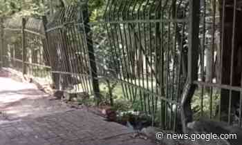 Parque do Carmo, na zona leste de São Paulo, sofre com falta de ... - Jovem Pan