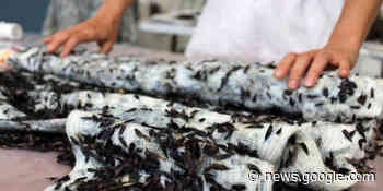 Noci e frutta per colorare gli abiti - Italiafruit News