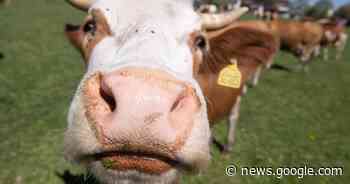 Autor aus Krefeld schreibt Buch über französische Redensarten - Rheinische Post