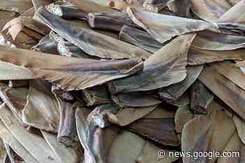 Minister hails Brexit freedoms as Shark Fins Bill progresses - Chelmsford Weekly News