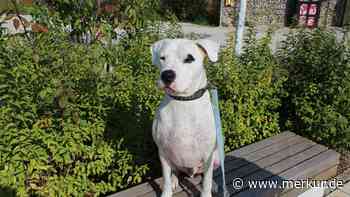 Listenhund Jerry sucht ein neues Zuhause - seine neuen Besitzer müssen einiges berücksichtigen