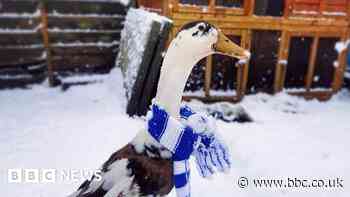 How a Chorley duck who chases binmen became a star