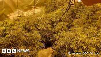 Lancashire Police shut down 70 cannabis farms worth £2m
