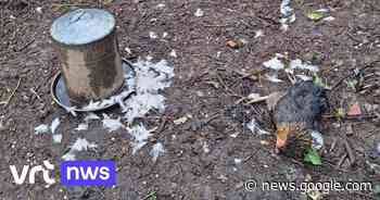 Kippen doodgebeten in centrum van Merchtem: "Opmerkelijk dat ... - VRT.be