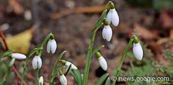 Erst die Schneeglöckchen, dann der Schnee - Bad Krozingen - badische-zeitung.de