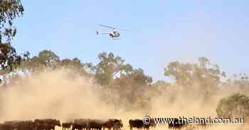 Incredible images capture summer branding at Hamilton Park Wagyu