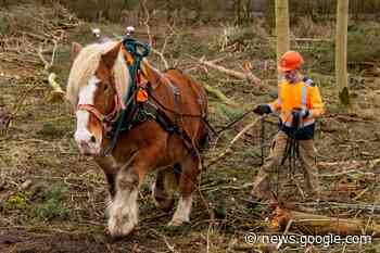Rare breed horses help with biodiversity push at National Trust estate - Hackney Gazette