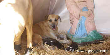 Perrita da a luz en pesebre navideño en Palenque, Chiapas - El Imparcial de Oaxaca